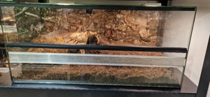 Lasiodora parahybana (Vogelspinne)