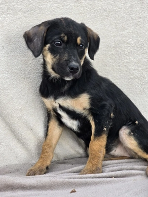 Danira - bereit für ein eigenes Zuhause! Bild 2