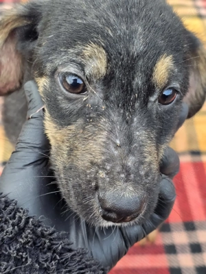 Danira - bereit für ein eigenes Zuhause! Bild 6