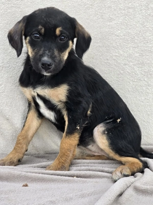 Danira - bereit für ein eigenes Zuhause! Bild 3