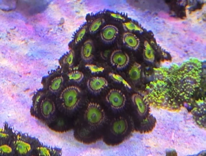 Zoanthus krustenanemone Korallen