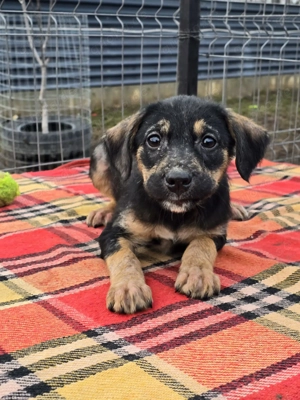 Danira - bereit für ein eigenes Zuhause!