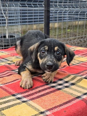 Danira - bereit für ein eigenes Zuhause! Bild 5