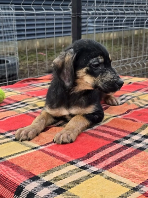 Danira - bereit für ein eigenes Zuhause! Bild 4