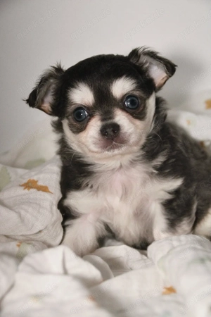 Chihuahua Welpe - Rüde mit Stammbaum 