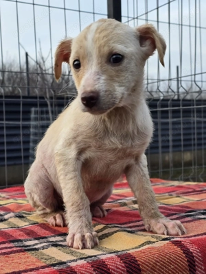 Dattel - wartet auf ihre Menschen! Bild 7