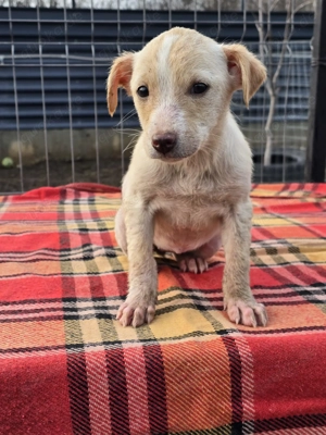 Dattel - wartet auf ihre Menschen! Bild 6