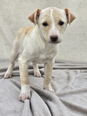 Dattel - wartet auf ihre Menschen! Bild 2