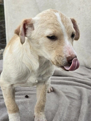 Dattel - wartet auf ihre Menschen! Bild 4