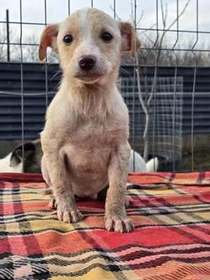 Dattel - wartet auf ihre Menschen! Bild 5