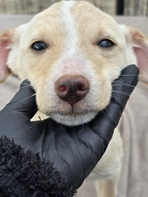Dattel - wartet auf ihre Menschen! Bild 3