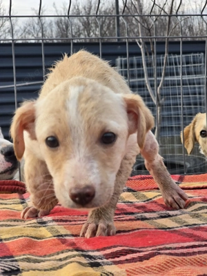 Dattel - wartet auf ihre Menschen! Bild 8