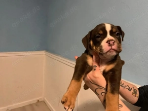 Old english bulldogen