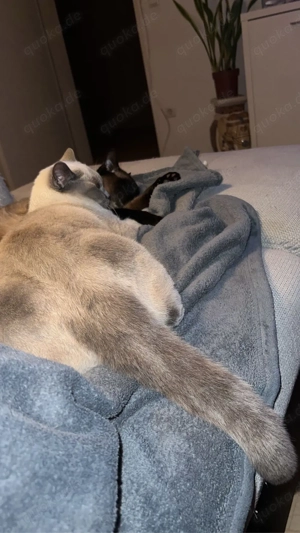 Bkh Kitten ,,Lina   sucht ein liebevolles Zuhause  Bild 6