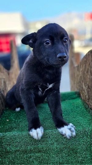 Welpe von Husky-Mama sucht ein Zuhause