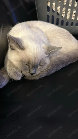 Bkh Kitten ,,Lina   sucht ein liebevolles Zuhause  Bild 7