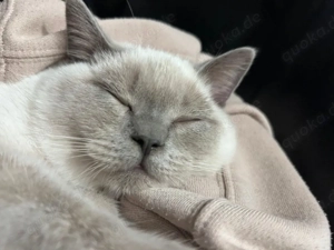 Bkh Kitten ,,Lina   sucht ein liebevolles Zuhause  Bild 8