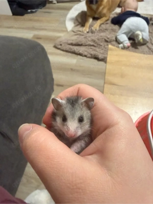 2 Goldhamsterbabys suchen ein zu Hause 