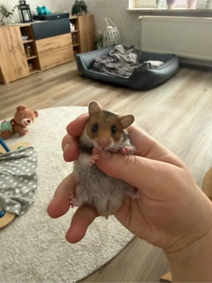 1 Goldhamsterbaby 5 Wochen 