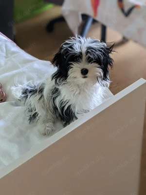 Süßes Maltipoo Mädchen zu verkaufen !
