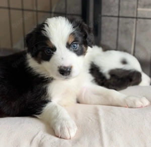 Border Collie - Australian Shepherd Welpen