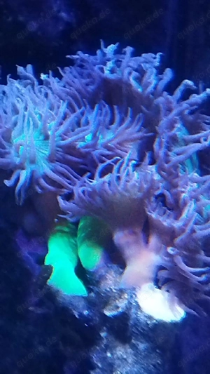 Bartkoralle Meerwasser 