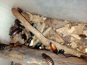 Madagaskar fauchschaben ( Gromphadothina portentosa)