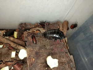 Madagaskar fauchschaben ( Gromphadothina portentosa) Bild 2