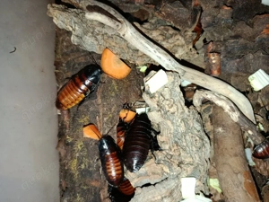 Madagaskar fauchschaben ( Gromphadothina portentosa) Bild 3