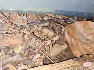 Porcellionides pruinosus "Orange" kubanische Asseln Bodenpolizei 