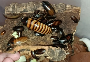 Halloween fauchschaben ( Elliptorhina javanica)