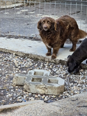 Emmi - verschmuste Begleiterin! Bild 4