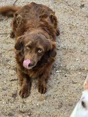 Emmi - verschmuste Begleiterin! Bild 3