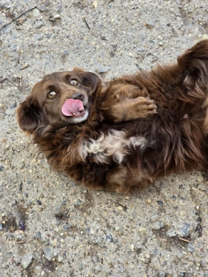 Emmi - verschmuste Begleiterin! Bild 2