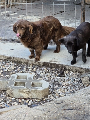 Emmi - verschmuste Begleiterin! Bild 5