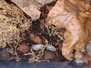 Porcellio laevis "Pandaasseln" Asseln Panda Dalmatiner 