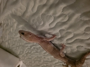 Afrikanischer Fettschwanzgecko