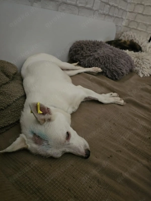 Suri - energetisch und aufgeschlossen Bild 3