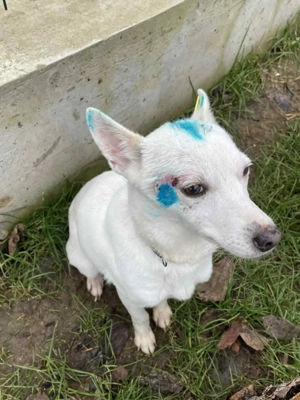 Suri - energetisch und aufgeschlossen Bild 10