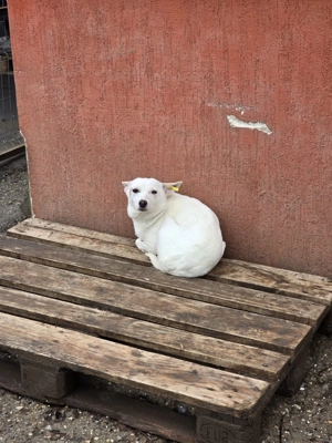 Suri - energetisch und aufgeschlossen Bild 9