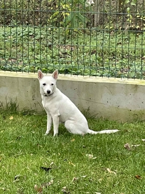 Suri - energetisch und aufgeschlossen Bild 5