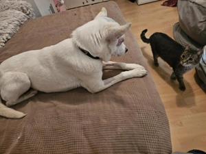 Suri - energetisch und aufgeschlossen Bild 2