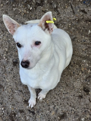 Suri - energetisch und aufgeschlossen Bild 7