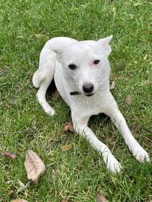 Suri - energetisch und aufgeschlossen Bild 4