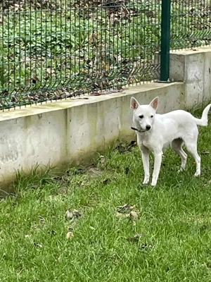 Suri - energetisch und aufgeschlossen Bild 6