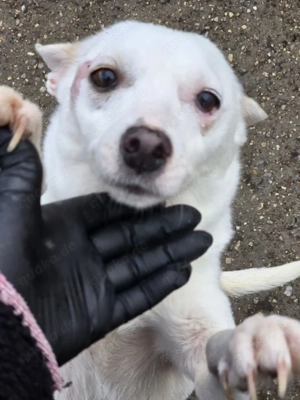 Suri - energetisch und aufgeschlossen Bild 8