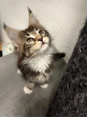 2 Maine Conn Kitten Mädchen ausziehen 