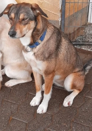 Europäischer Schlittenhund