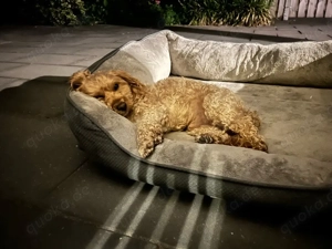 deckrüden Maltipoo apricot farben  Bild 9