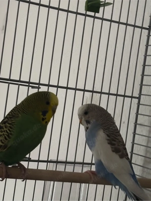 zwei Wellensittiche mit Käfig und Zubehör abzugeben, dringlich